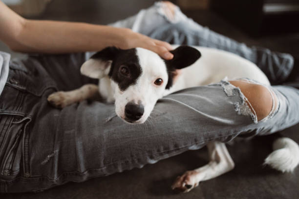 istock A boy plays with dogs 1442485036