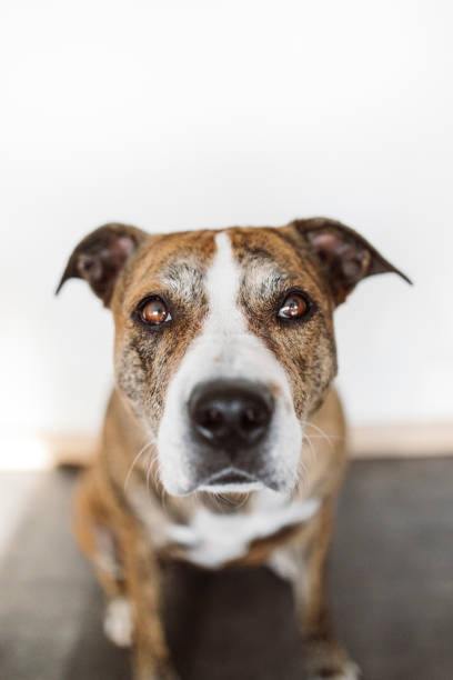 istock A boy plays with dogs 1442485045
