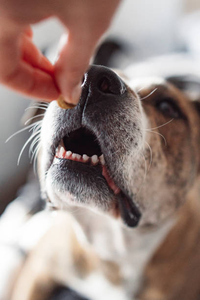 istock the dog eats treats 1442485767