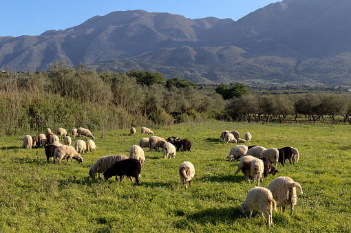 A herd of sheep grazing on a mountain meadow with green grass on a sunny spring evening