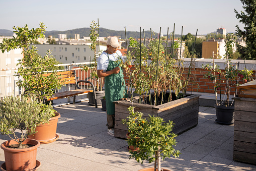 Man looking at tomato plants in the raised bed of the rooftop garden in the city.