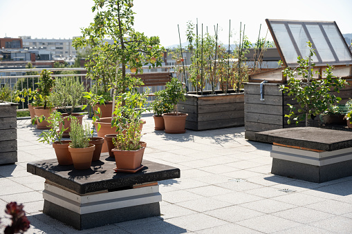 View of vegetable plant pots in a nice rooftop garden in the city during sunny day.