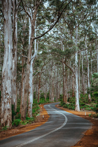 istock Road through Australia's South West 1442486191
