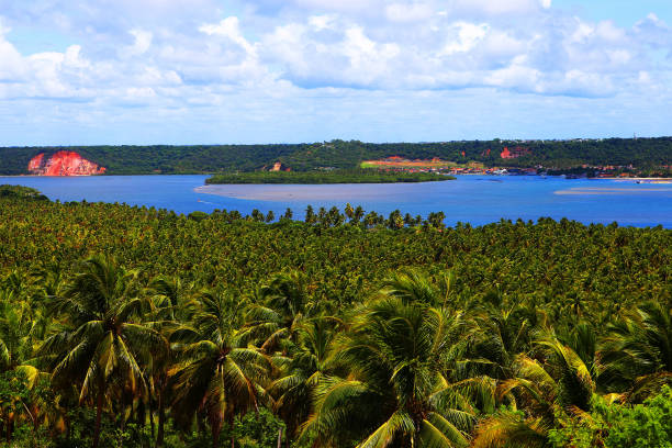 Coconut grove located on Gunga beach in Maceio-AL