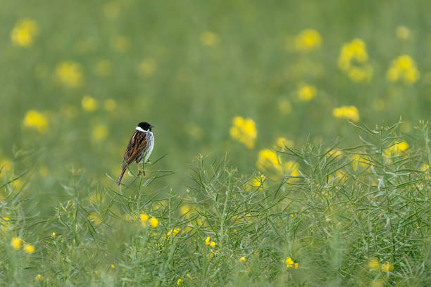 istock Reed bunting in yellow field 1442487326