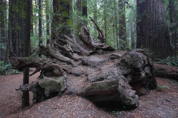istock Huge tree trunk fallen by the road 1 1442489761