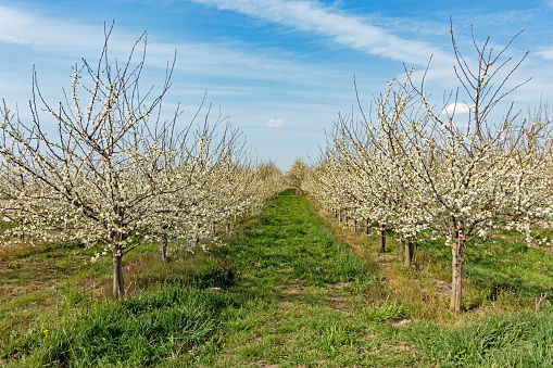 Blossoming apple trees on an orchard in the Alte Land, Lower Saxony, Germany.