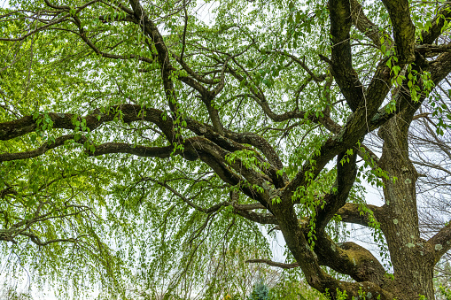 Looking up at the Corkscrew Willow tree in Great Oak Park in Rast Brunswick New Jersey.