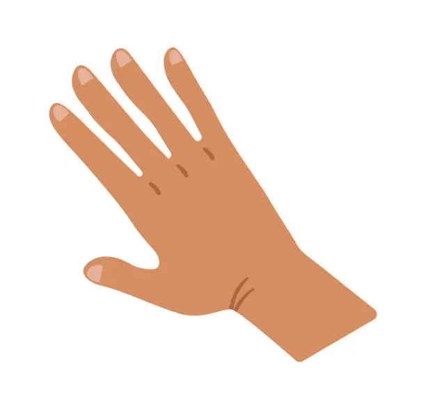 Vector illustration of Male Palm with splayed fingers