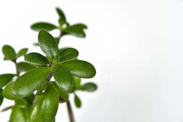 young branches of a Crassula - money tree - with green leaves. Isolated on white background. closeup. studio photography.