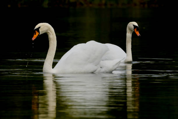 istock Two white swans on lake, reflected in water 1442492835