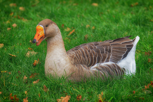 A small park with animals in Den Haag. Netherlands. Chinese goose on a green meadow.