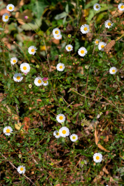 istock grove of white daisies 1442493875