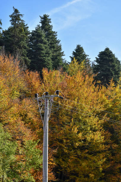istock Electricity pylon in the forest 1442494254