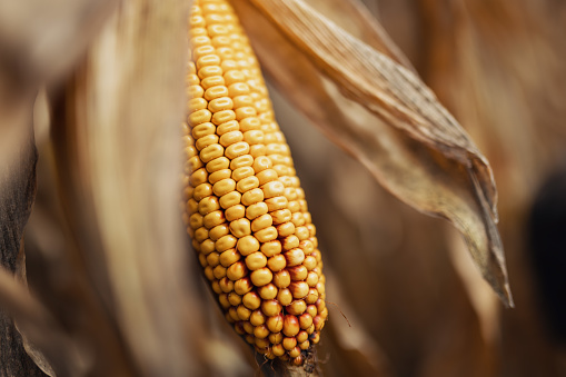 closeup of corn cobs and kernels, ready to harvest