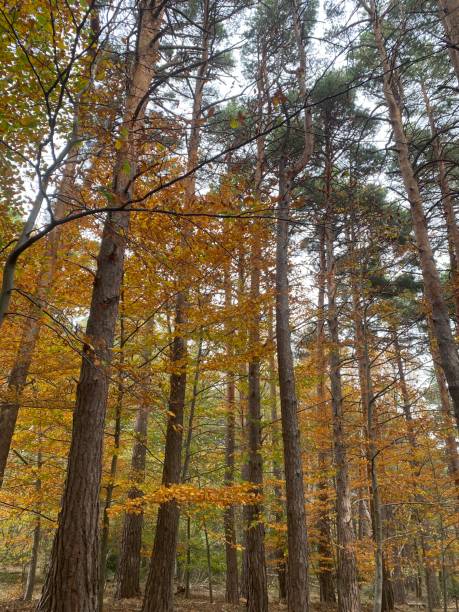 istock Forest with trees in autumn, trees and branches with leaves autumn tones 1442496705