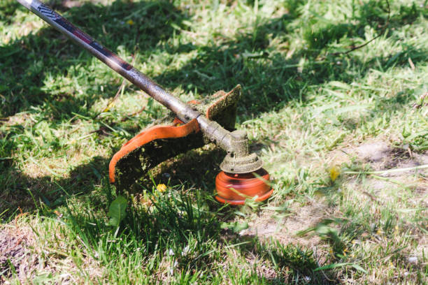 istock The powerful mower mows flowers and other plants. Mowing grass on a garden plot with a trimmer.Lawn mower mows the grass. Selective focus. 1442497492