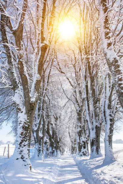 footpath through treelined avenue in winter