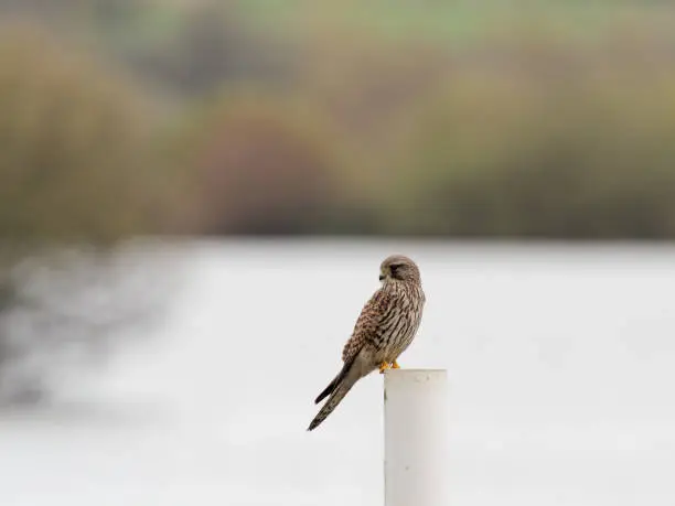 A juvenile female Kestrel (Falco tinnunculus)  perched on a pole near Lin Dike at RSPB Fairburn Ings in West Yorkshire.