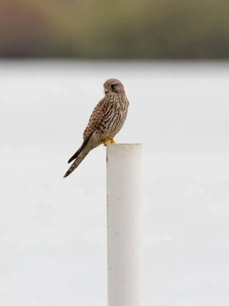 A juvenile female Kestrel (Falco tinnunculus)  perched on a pole near Lin Dike at RSPB Fairburn Ings in West Yorkshire.