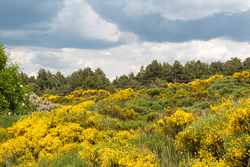 A wet spring following a dry year created a large bloom of wildflowers in the Joshua Tree National Park in 2019.