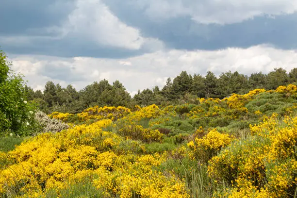 Broom in bloom. The Serrano broom is a shrub typical of the mountains of the Central area of Spain, Sierras de Gredos, Béjar, Guadarrama, Gata, La Serrota, Sistema Ibérico and Montes de León, although they also appear in the Pyrenees.