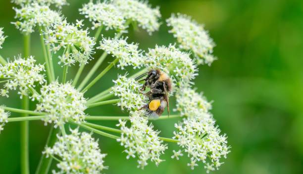 istock Honey bee on white flower while collecting pollen on green blurred background close up macro. 1442498860