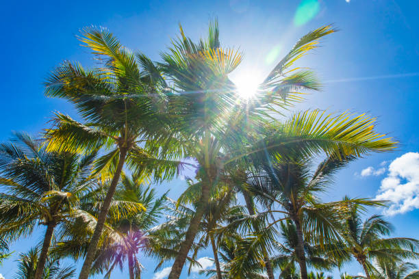 Palm trees, fallen leaves, fallen coconuts