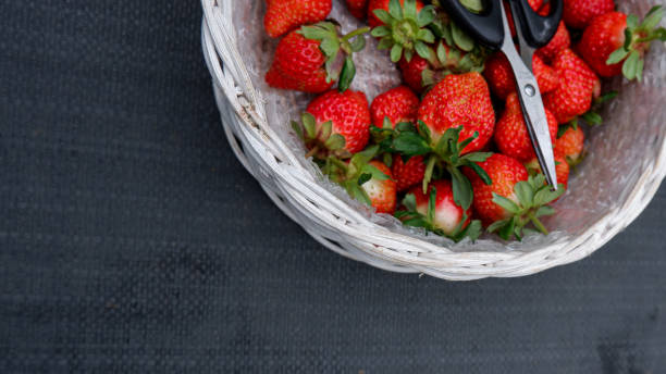 Freshly picked strawberries in wooden basket
