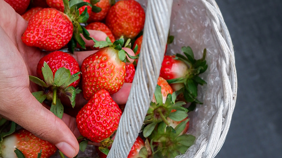 Closeup of a woman's hand holding a fresh strawberry in a basket.