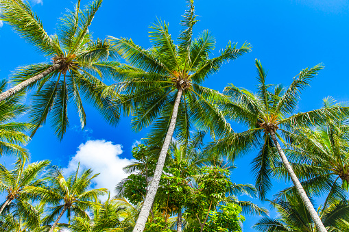 View beneath vibrant palm trees and clear blue skySun shining behind bright green palm trees in front of clear blue sky