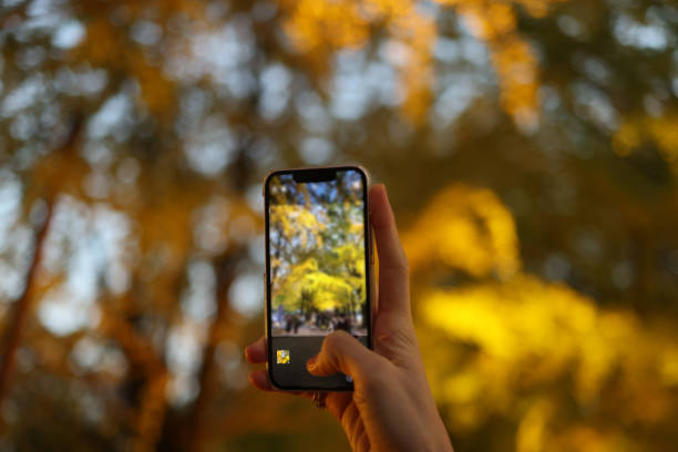 istock Beautiful lady taking picture in lined gingko tree 1442501951