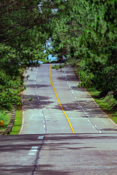 istock Landscape view of Long Road and Pine Trees 1442501955