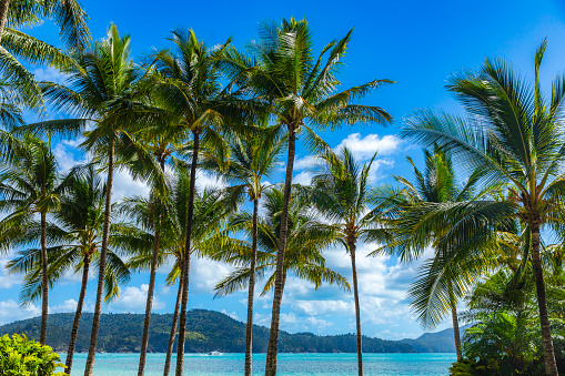 Row of palm trees along bright blue ocean on tropical island
