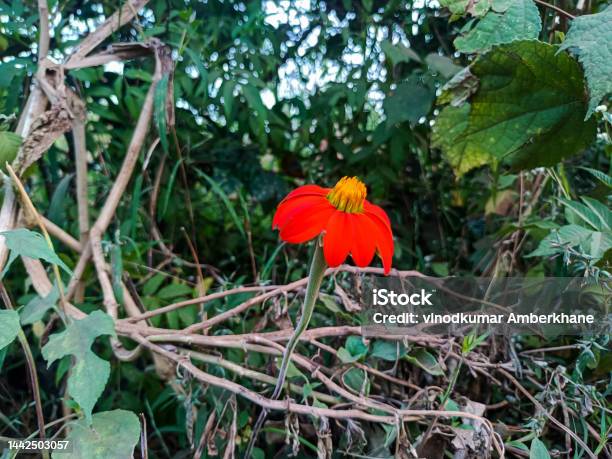 Stock Photo Of Beautiful Bright Red Color Sunflower Blooming In Agricultural Land Green Leaves And Plants On Backgroundpicture Captured Under Natural At Kolhapur Maharashtra India Focus On Flower Stock Photo - Download Image Now