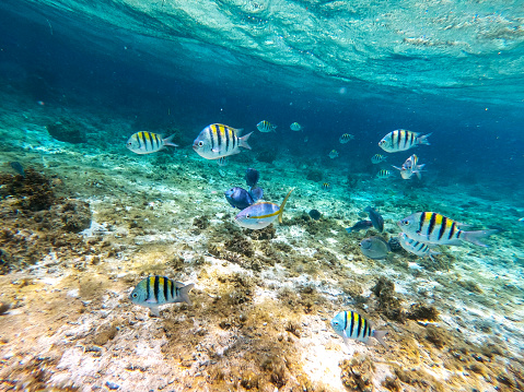 Shoal of colorful tropical fish in a coral reef underwater sea, Caribbean, Dominican Republic