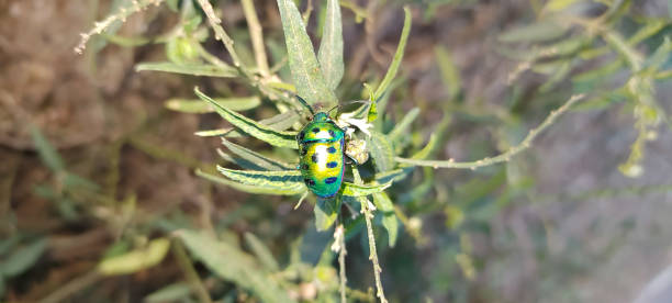 istock The lady bug contain black patches in it s body. 1442503309