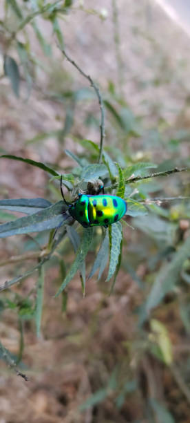 istock The lady bug contain black patches in it s body. 1442503316