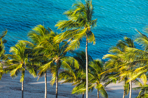 Palm trees swaying in the wind along bright blue ocean waters