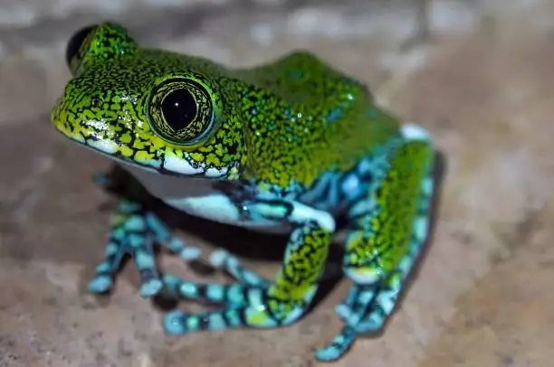 Photo of Leptopelis vermiculatus, also known as the peacock tree frog