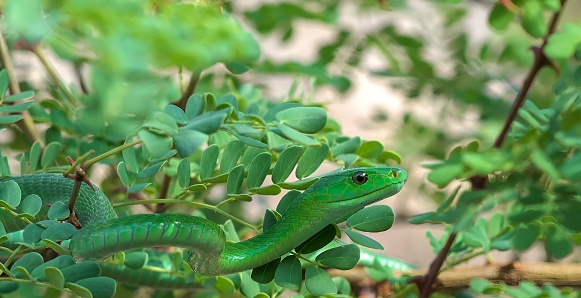 eastern green mamba (Dendroaspis angusticeps)