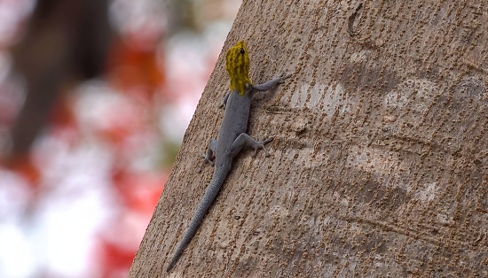 white-headed dwarf gecko or painted dwarf gecko (Lygodactylus picturatus)