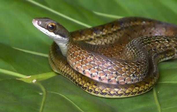 istock dendrophidion vinitor snake from Costa Rica 1442504199
