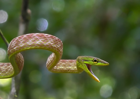 Oxybelis aeneus, commonly known as the Mexican vine snake or brown vine snake