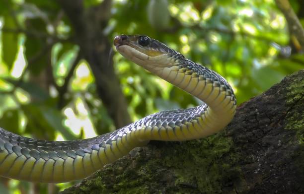 istock Chironius flavolineatus, also known as Boettger's sipo 1442504257