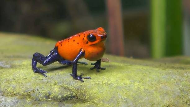 istock blue jeans poison frog (Oophaga pumilio, formerly Dendrobates pumilio) 1442504290