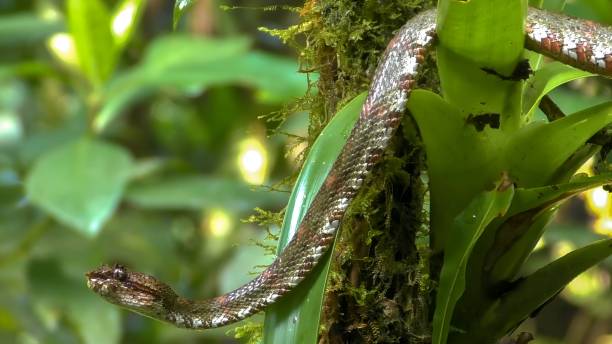 istock Bothriechis schlegelii, known commonly as the eyelash viper 1442504311