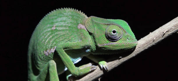 istock The flap-necked chameleon (Chamaeleo dilepis) 1442504323