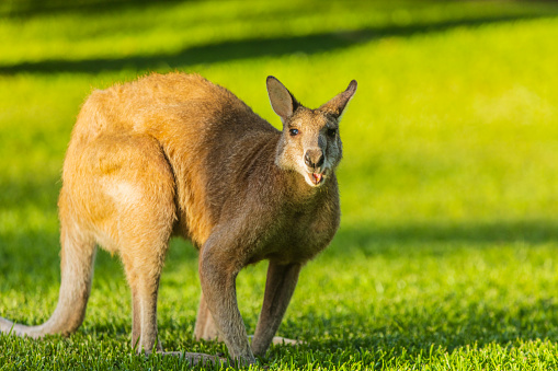 Kangaroo in bright green grass