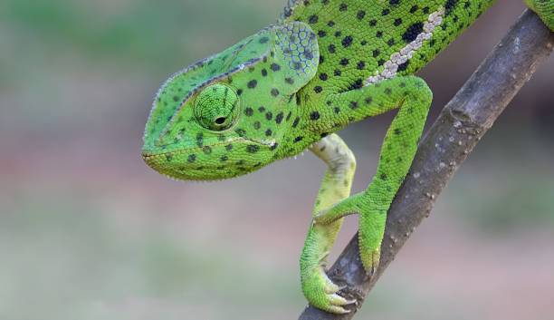 istock The flap-necked chameleon (Chamaeleo dilepis) 1442504550